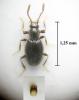 Stenichnus pusillus
